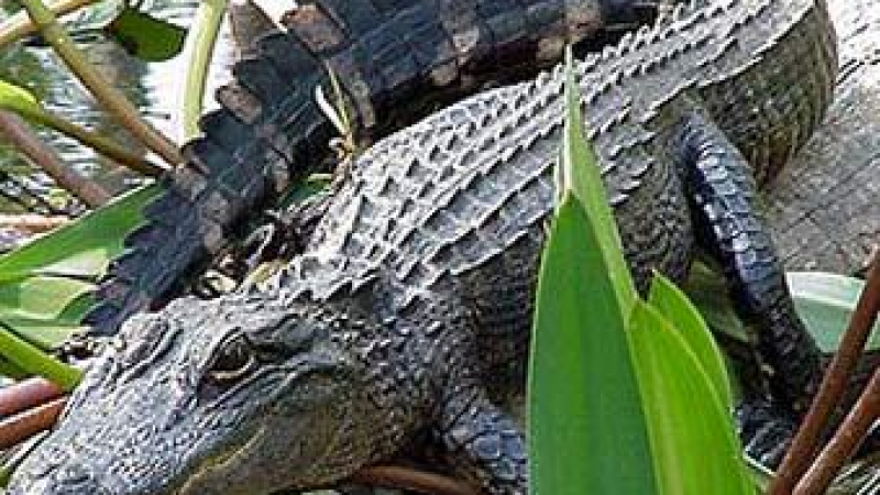 Многодетна майка в САЩ уби 4-метров алигатор за храна на семейството ѝ  (СНИМКА)