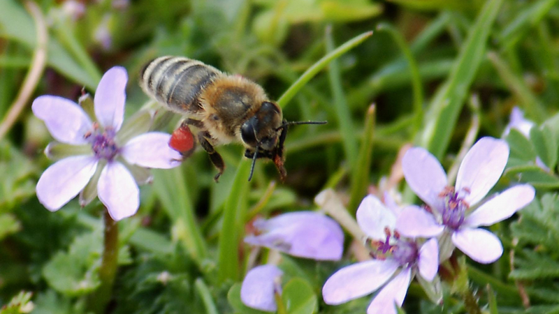 СПИН по пчелите застрашава живота на Земята