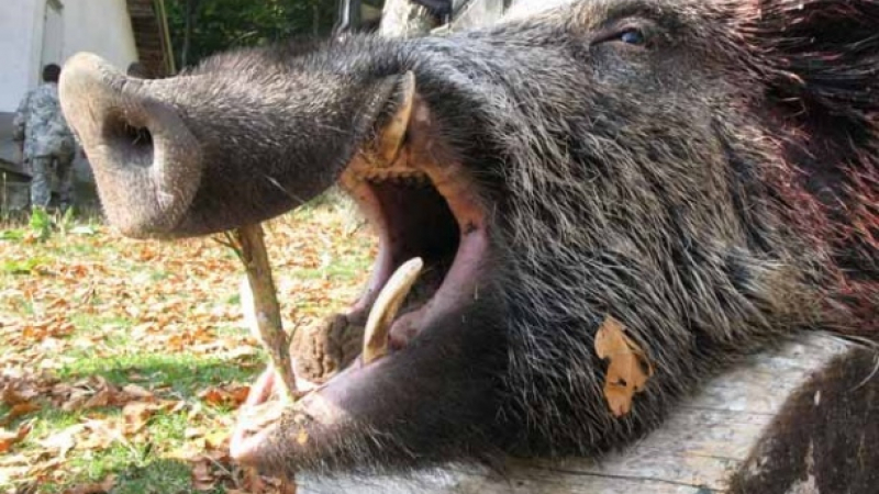 Дива свиня отхапа пръста на ловец, кучета го спасяват