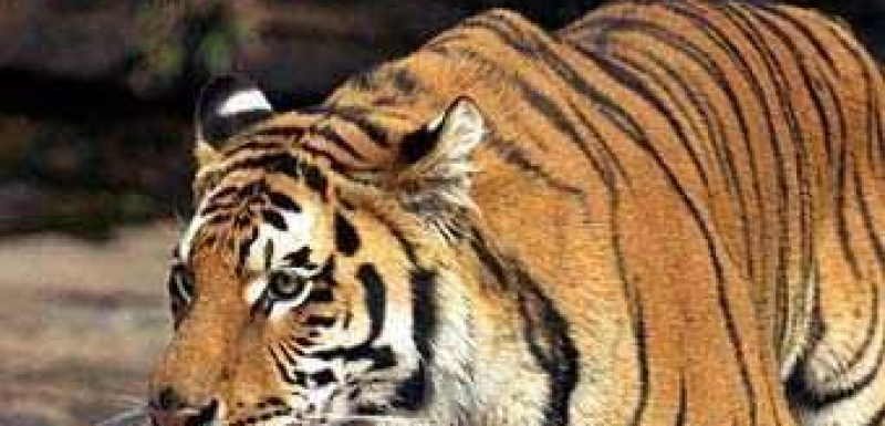 Докъде се докарахме: Убиха тигрица заради К-19