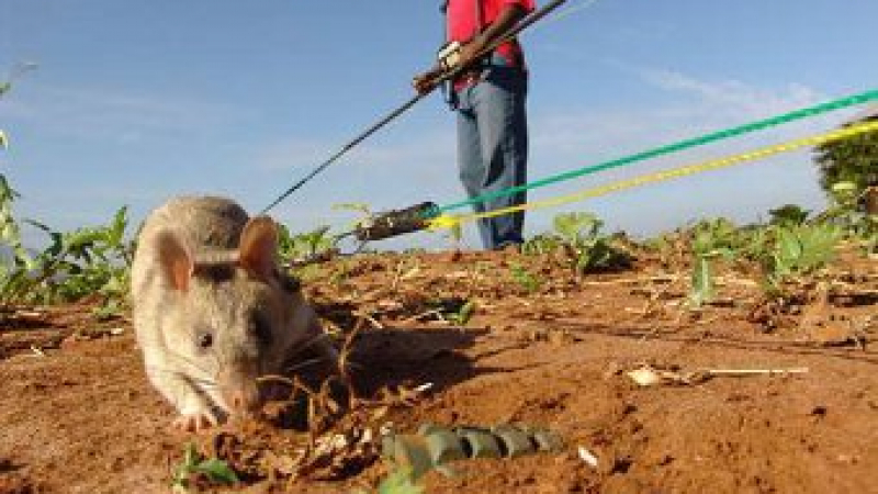 Армията на САЩ проявява интерес към танзанийските плъхове-сапьори
