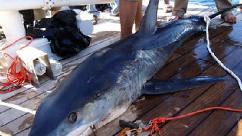 В Египет акула отхапа ръка и умъртви германска туристка