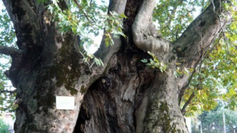 Чинар на 6 века от Гърмен се бори за европейско дърво на годината