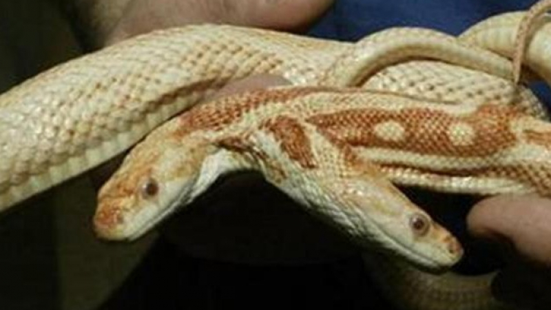 Показват уникална двуглава змия жартиер албинос