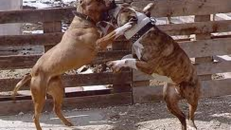 Кучешки боеве до смърт - с покани  