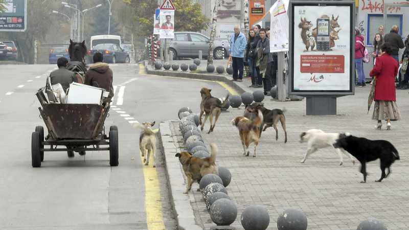 София се спасява от уличните кучета през 2014 година