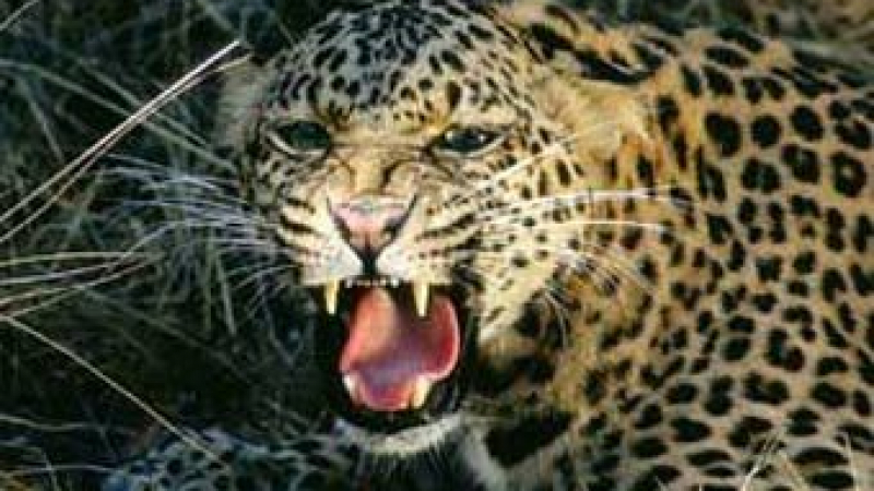 Извънредна новина за момичето, ухапано от леопард във варненския зоопарк