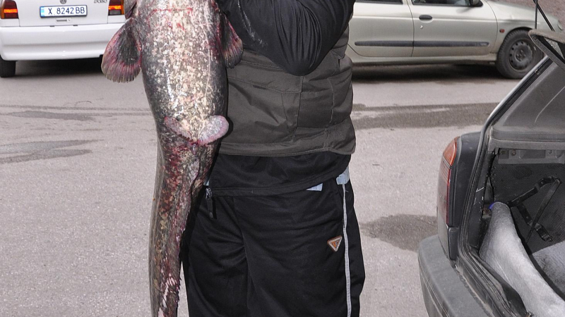 Сталевският кмет пак хвана голяма риба