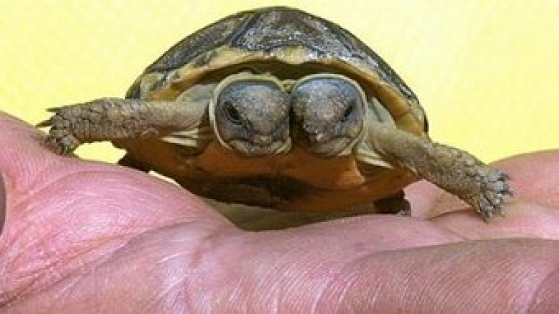 Двуглава костенурка ще „замени” осмоногия Паул на световния шампионат по хокей