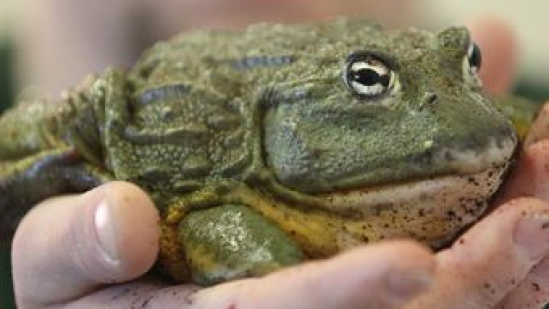 Осъдиха германец за злодейски застреляна жаба на съседа