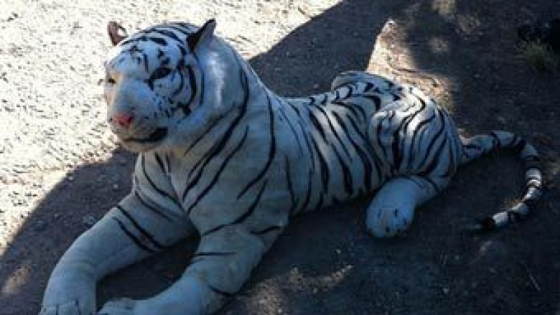 Британската полиция проведе операция по залавянето на плюшен тигър