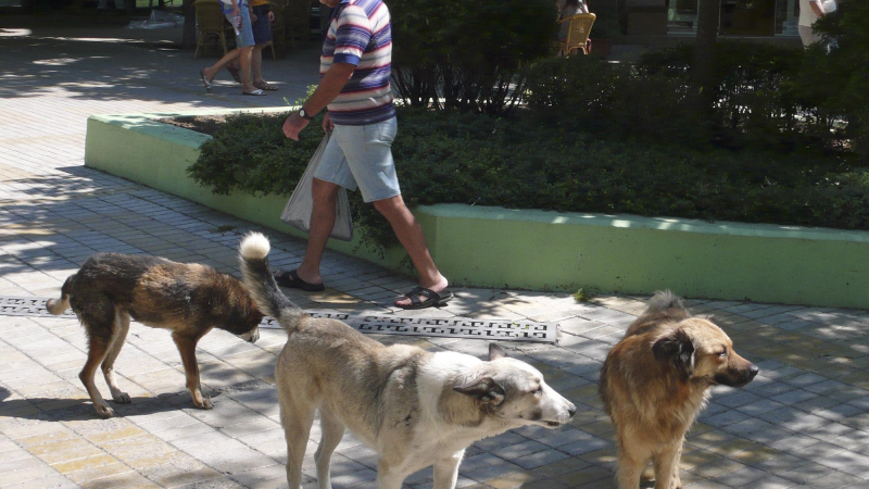 До 2-3 г. намаляват уличните кучета в София