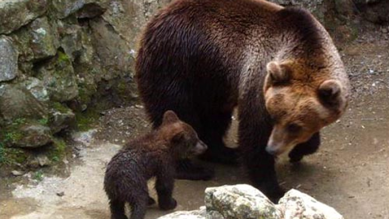 Застреляха мечка, избягала от зоопарк