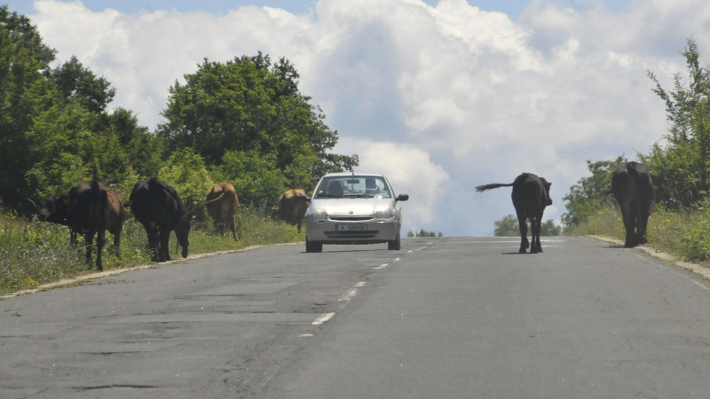 Коне и крави блокират пътя Бургас-Малко Търново