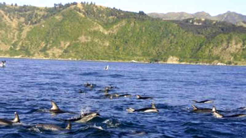 Делфини мутанти нападнаха Черно море