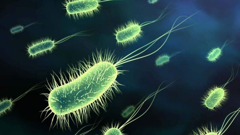 Бактерията стрептокок пиогенес тръшнала децата на &quot;Каваците&quot;