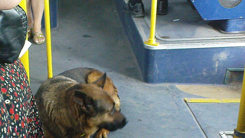 Куче-гратисчия се вози в столичен автобус
