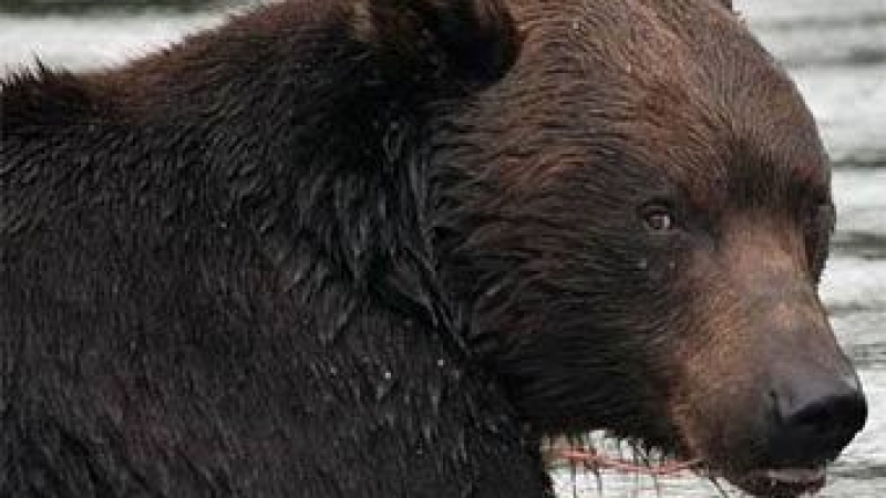 Злосторници убиха и влачиха 200 метра мечка над Девин