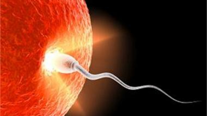 Откриха &quot;спойката&quot; между сперматозоида и яйцеклетката