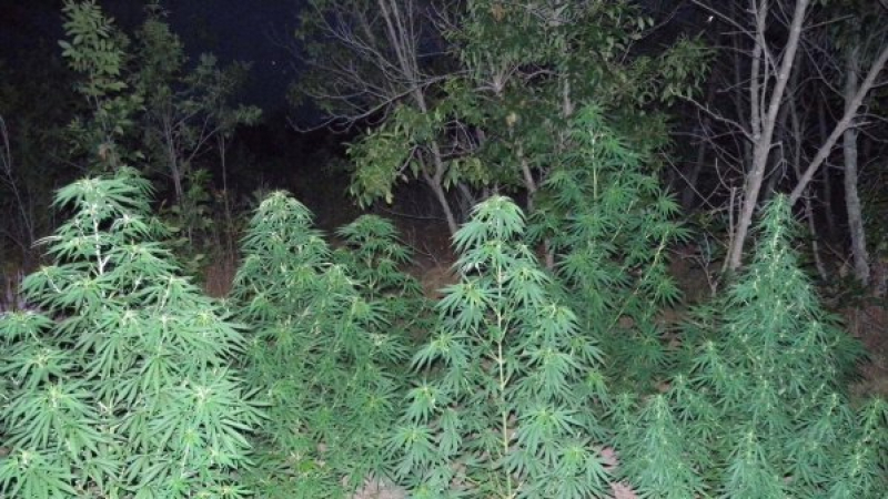 Иззеха над 1,5 тона марихуана от плевня в петричко село