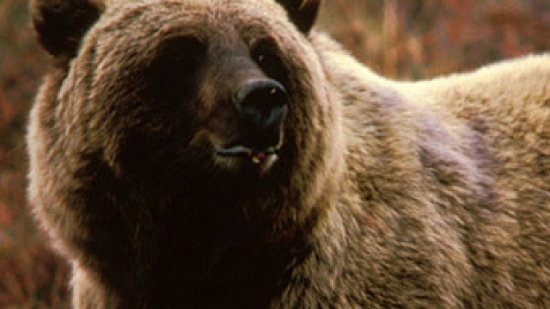 Не мечка, а чудовище откриха в Централен Балкан