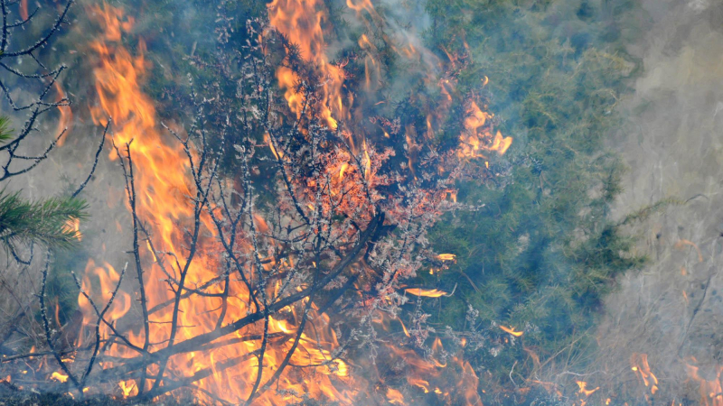 България продължавна да гори - пожарите вече са 6
