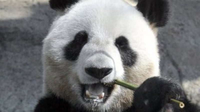 Би Би Си включи мечка панда в списъка с „Лица на 2011 година”