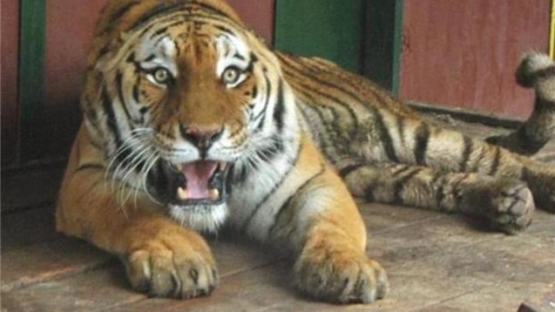 Дамбовеца пак невинен за тигрите