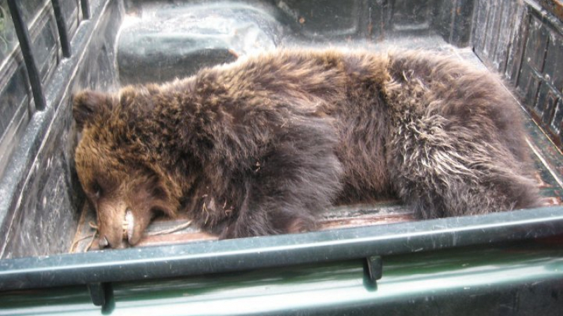 130 000 лв. плаща министерство за разкъсан от мечка