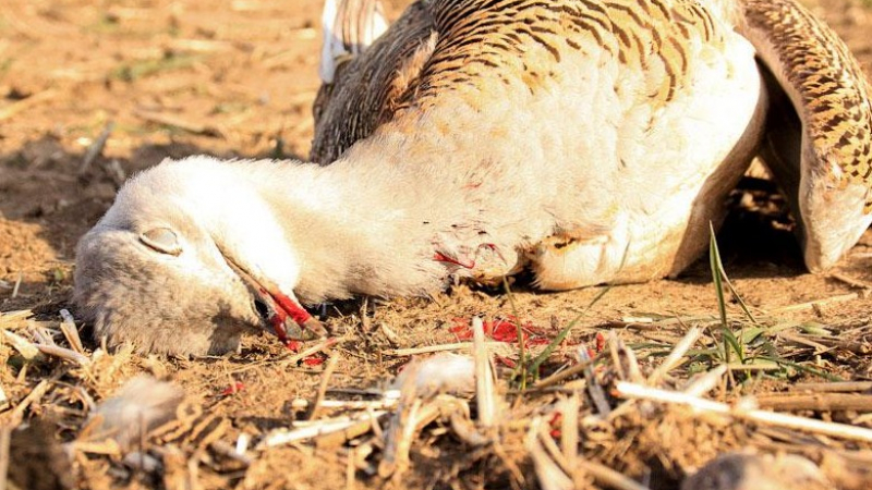 Българи убиха една от най-редките птици в света