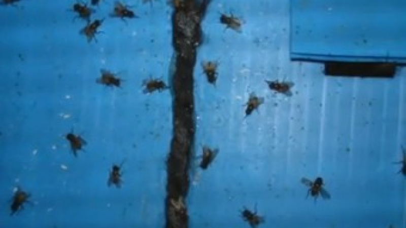 Пентагонът обяви война на мухите