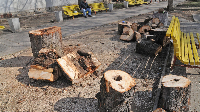 50% от дървесина ще се търгува през борсите