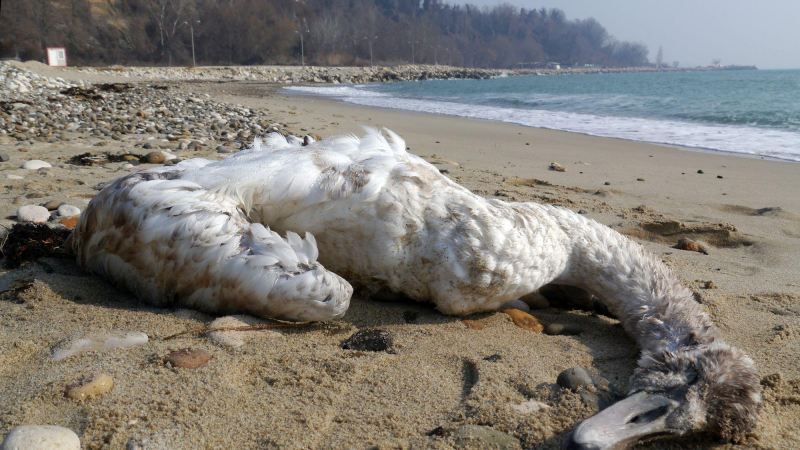 Умрели лебеди след бурите във Варна 