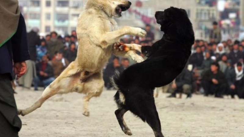 Незаконен бой с кучета край Пазарджик 