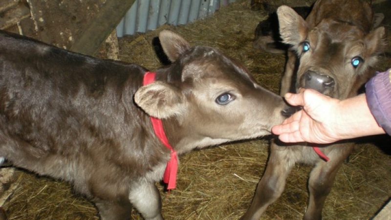 Крава роди тризнаци в Ловешко