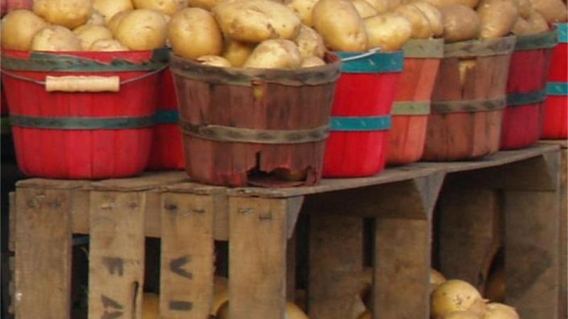 Перник храни село Бисер с картофи