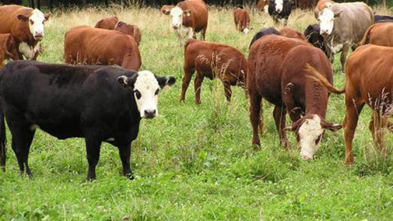 Стадо крави в Сибир нарушавало орнитологичната обстановка край летище