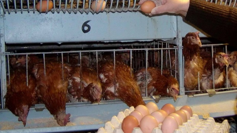 Хуманното отношение към кокошките вдигнало цената на яйцата