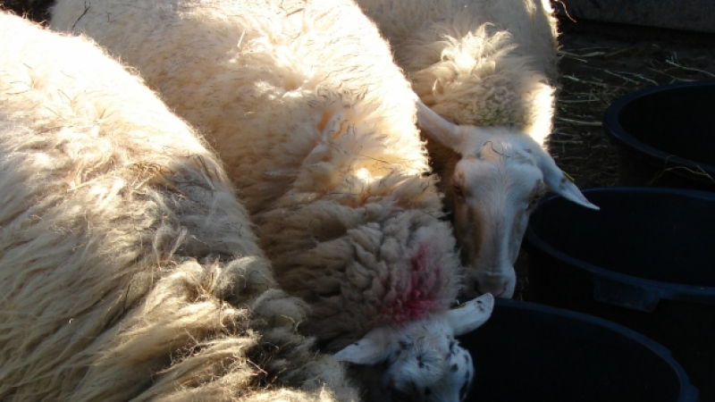 Фермери пребиха адвокат заради сгазена овца 