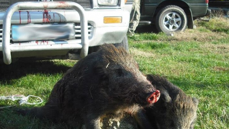 Бракониери убиха три бременни диви свине