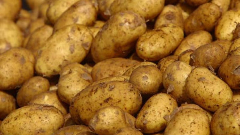 Връщаме на Полша 22 тона контрабандни картофи