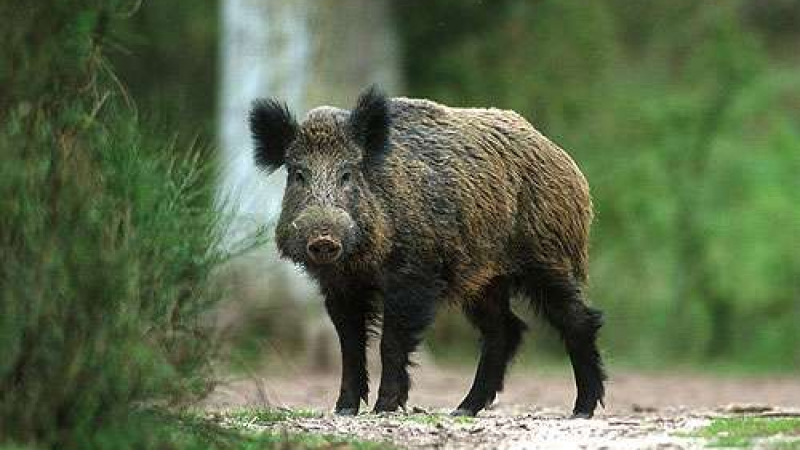 Свинска чума в България