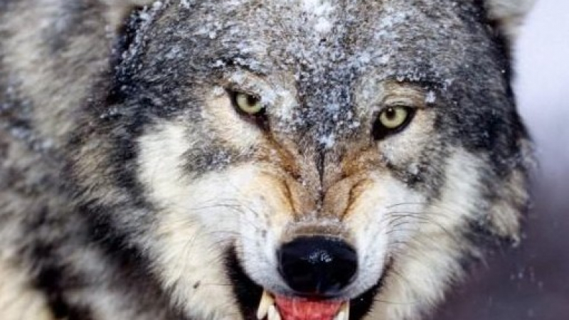 Освирепели вълци нападат Пернишко