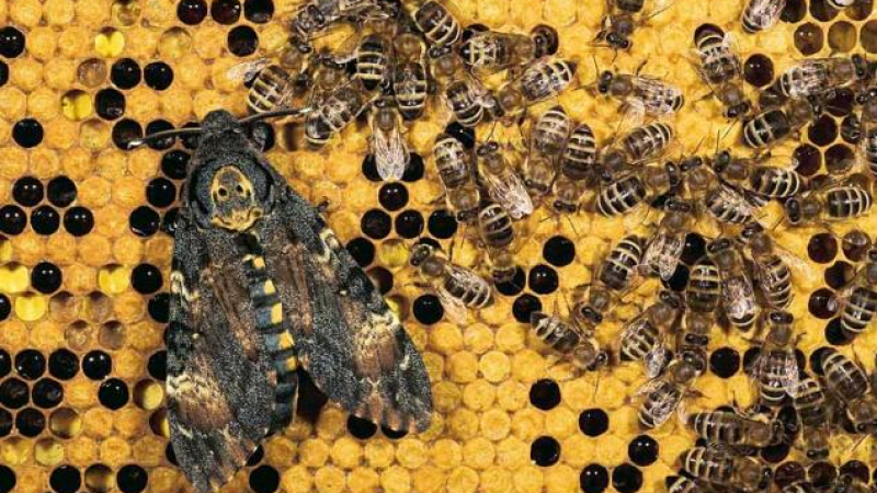 65 млн. лева годишно се печелят в България от пчеларство