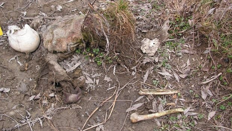 Откриха човешки скелет край село Реброво