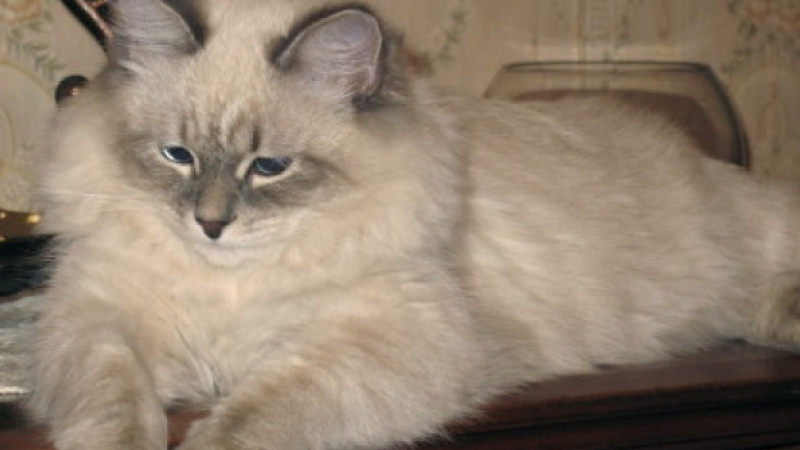 Москва на крак заради изгубената котка на Медведев