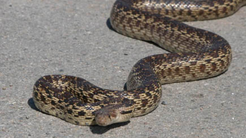 Пет змии се крият в елтабло в Шуменско