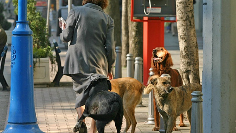 Австрийци искат да осиновят кучетата-убийци на проф. Тачков