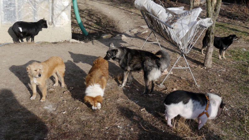Софиянци: Месец живот за уличните кучета 