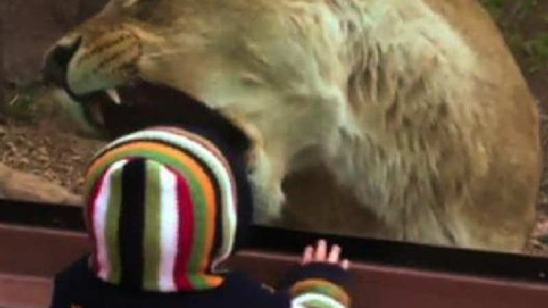 Лъвица се опита да изяде дете в зоопарк (ВИДЕО)